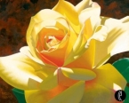 Golden Solo Rose